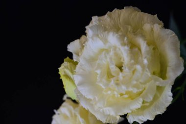 Siyah arka planda güzel Eustoma çiçeklerini kapat 