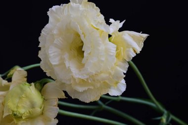 Siyah arka planda güzel Eustoma çiçeklerini kapat 