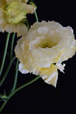 Siyah arka planda güzel Eustoma çiçeklerini kapat 