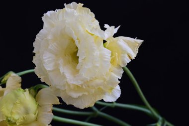 Siyah arka planda güzel Eustoma çiçeklerini kapat 