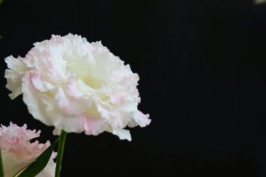 Siyah arka planda güzel Eustoma çiçeklerini kapat 