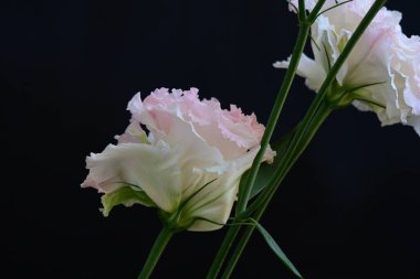 Siyah arka planda güzel Eustoma çiçeklerini kapat 