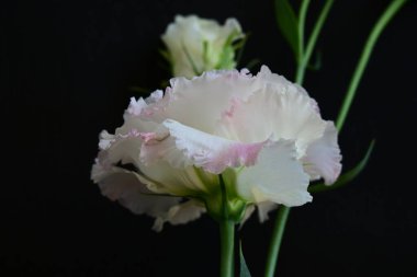 Siyah arka planda güzel Eustoma çiçeklerini kapat 