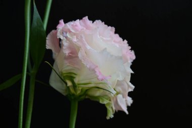 Siyah arka planda güzel Eustoma çiçeklerini kapat 