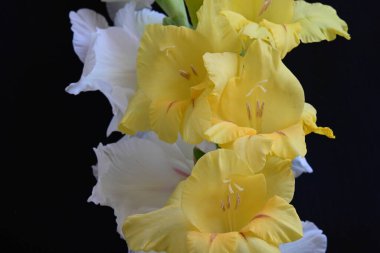 Siyah arkaplandaki gladiolus çiçeklerini kapat 