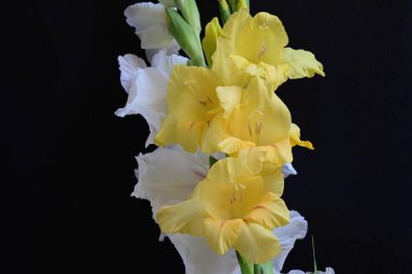 Siyah arkaplandaki gladiolus çiçeklerini kapat 