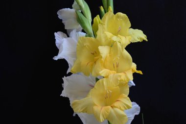 Siyah arkaplandaki gladiolus çiçeklerini kapat 