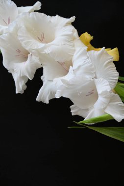 Siyah arkaplandaki gladiolus çiçeklerini kapat 