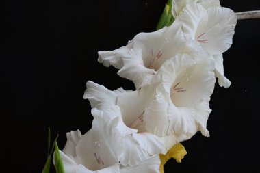 Siyah arkaplandaki gladiolus çiçeklerini kapat 