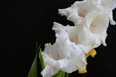Siyah arkaplandaki gladiolus çiçeklerini kapat 