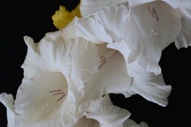 Siyah arkaplandaki gladiolus çiçeklerini kapat 