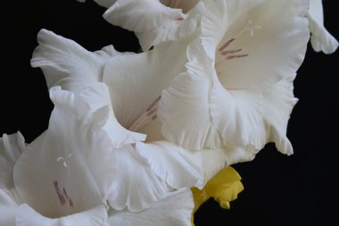 Siyah arkaplandaki gladiolus çiçeklerini kapat 