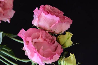 Siyah arka planda izole edilmiş pembe Eustoma buketi. 