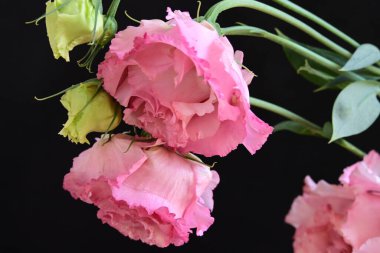 Siyah arka planda izole edilmiş pembe Eustoma buketi. 