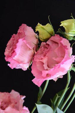 Siyah arka planda izole edilmiş pembe Eustoma buketi. 