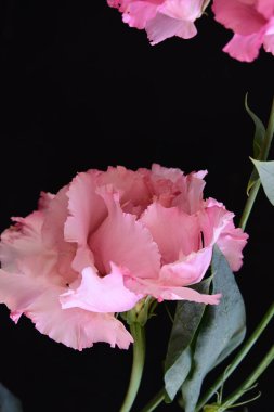 Siyah arka planda izole edilmiş pembe Eustoma buketi. 