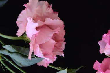 Siyah arka planda izole edilmiş pembe Eustoma buketi. 