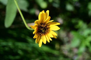 Yazın bahçedeki güzel çiçeğe yakın.