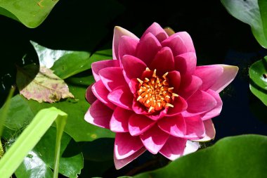 Bahçedeki güzel nilüfer çiçeği. Kapatın göleti. 