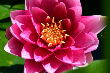 Bahçedeki güzel nilüfer çiçeği. Kapatın göleti. 