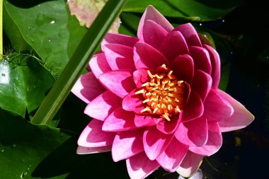 Bahçedeki güzel nilüfer çiçeği. Kapatın göleti. 