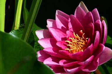 Bahçedeki güzel nilüfer çiçeği. Kapatın göleti. 