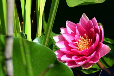 Bahçedeki güzel nilüfer çiçeği. Kapatın göleti. 