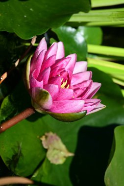 Bahçedeki güzel nilüfer çiçeği. Kapatın göleti. 