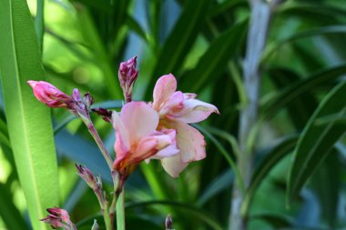 Yazın bahçedeki güzel çiçekleri kapat.