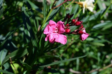 Yazın bahçedeki güzel çiçekleri kapat.