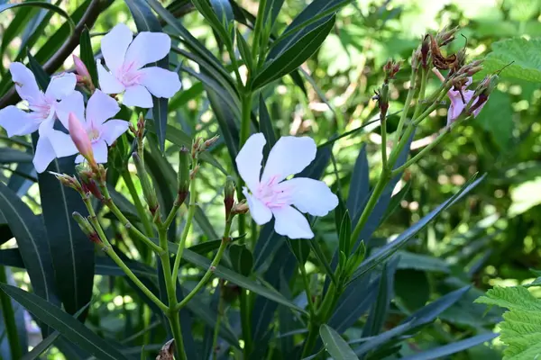 Yazın bahçedeki güzel çiçekleri kapat.
