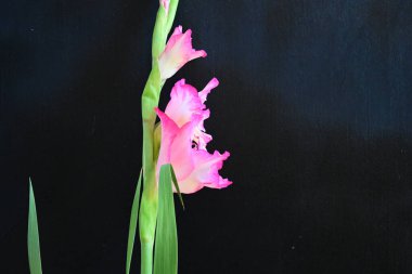 Siyah arka planda pembe gladiolus çiçeklerini kapat 