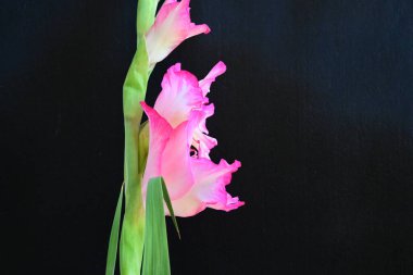Siyah arka planda pembe gladiolus çiçeklerini kapat 