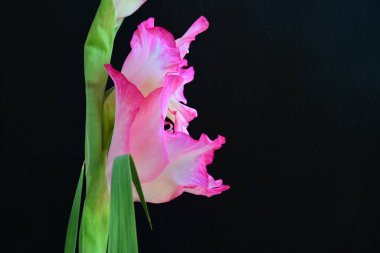 Siyah arka planda pembe gladiolus çiçeklerini kapat 