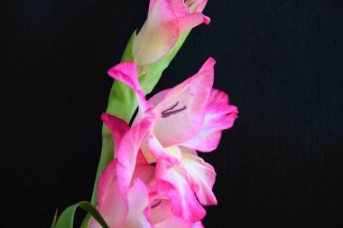Siyah arka planda pembe gladiolus çiçeklerini kapat 