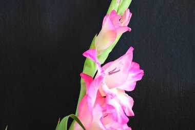 Siyah arka planda pembe gladiolus çiçeklerini kapat 