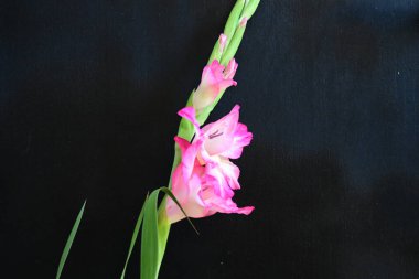 Siyah arka planda pembe gladiolus çiçeklerini kapat 