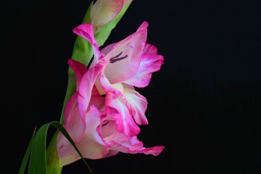 Siyah arka planda pembe gladiolus çiçeklerini kapat 