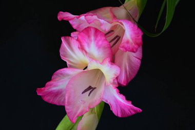 Siyah arka planda pembe gladiolus çiçeklerini kapat 