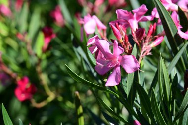 Yazın bahçedeki güzel çiçekleri kapat.