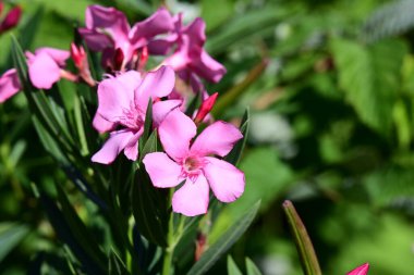 Yazın bahçedeki güzel çiçekleri kapat.