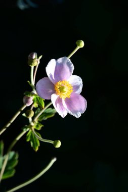Bahçedeki güzel pembe şakayık çiçekleri