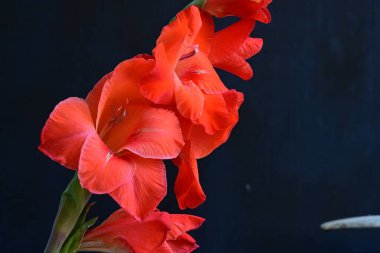 Siyah arka planda güzel kırmızı gladiolus çiçekleri 