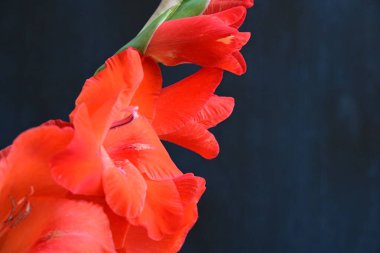 Siyah arka planda güzel kırmızı gladiolus çiçekleri 