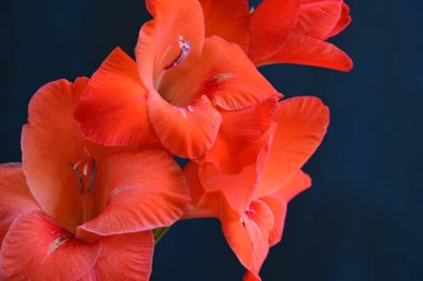 Siyah arka planda güzel kırmızı gladiolus çiçekleri 