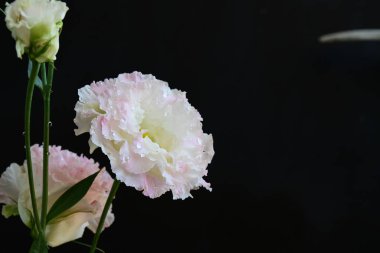 Siyah arka planda pembe ve beyaz Eustoma çiçekleri 