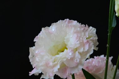 Siyah arka planda pembe ve beyaz Eustoma çiçekleri 