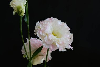Siyah arka planda pembe ve beyaz Eustoma çiçekleri 