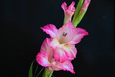 Siyah arka planda pembe gladiolus çiçeklerini kapat 
