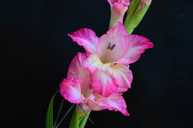 Siyah arka planda pembe gladiolus çiçeklerini kapat 